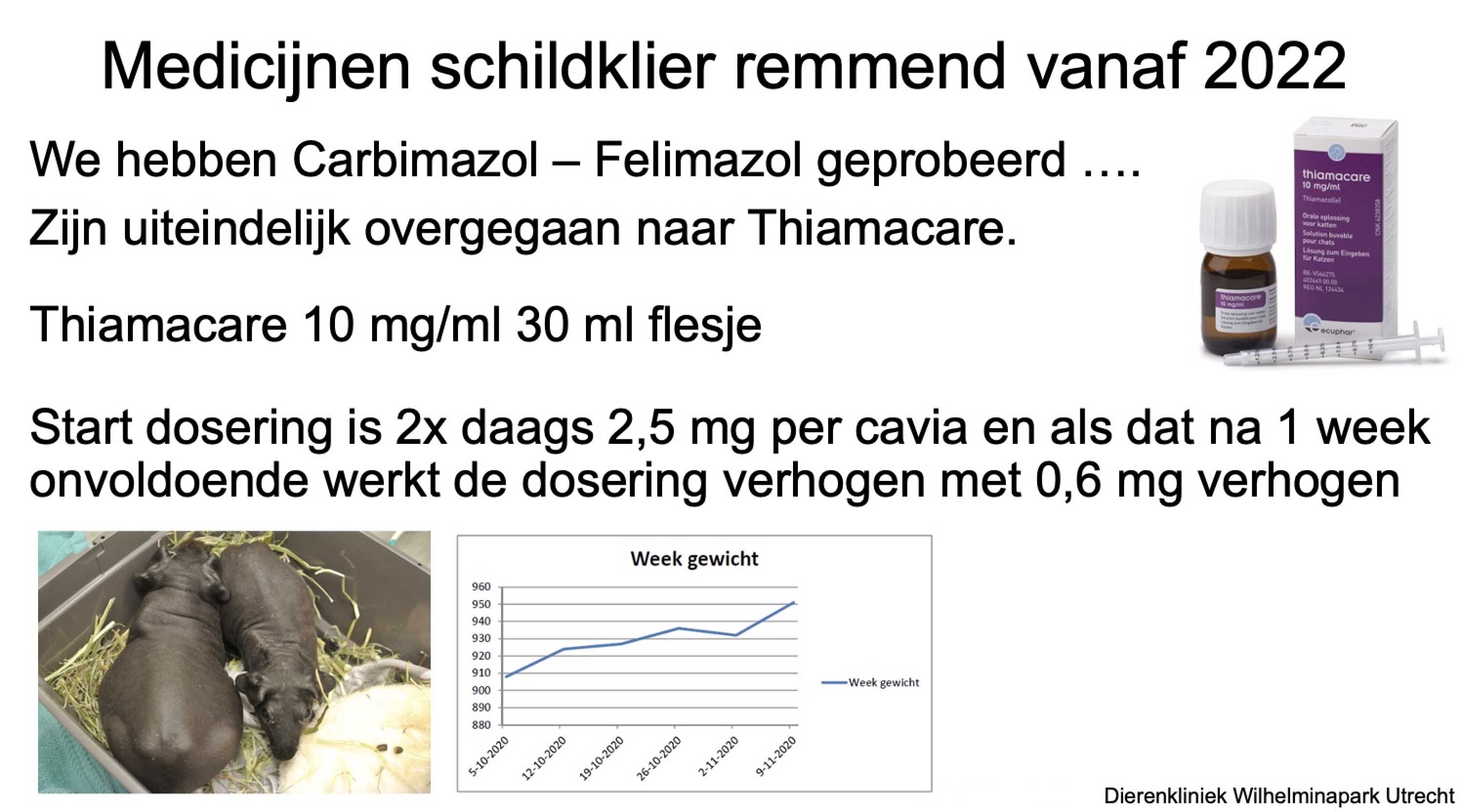 Schildklier behandeling met medicijnen bij een cavie